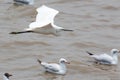 Snowy egret flying over a lake Royalty Free Stock Photo