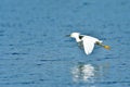 Snowy Egret Flying Over the Lake Royalty Free Stock Photo