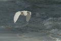 Snowy Egret flying over surf near Bean Point Beach - 1 Royalty Free Stock Photo
