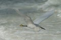 Snowy Egret flying over surf near Bean Point Beach - 3 Royalty Free Stock Photo