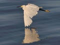 Snowy Egret Flying tip touch Royalty Free Stock Photo