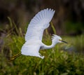 Snowy egret flying with wings stretched wide at Myakka River State Park Royalty Free Stock Photo