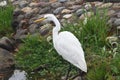 Snowy Egret Getting Ready To Hunt For Fish Royalty Free Stock Photo