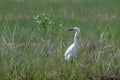 Snowy Egret in grassy field Royalty Free Stock Photo