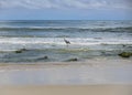 Snowy Egret and Great Blue Heron in the Surf Royalty Free Stock Photo