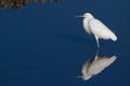 Snowy Egret