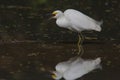 Snowy Egret Royalty Free Stock Photo