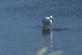 Snowy Egret holding small silver fish in its beak Royalty Free Stock Photo