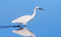 Snowy Egret Hunting