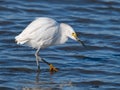 Snowy Egret Hunting in the Marsh Royalty Free Stock Photo