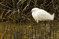 Snowy Egret Hunting In Marsh Royalty Free Stock Photo