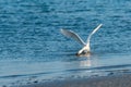 Snowy Egret hunting on shoreline