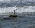 Snowy Egret With Its Golden Toes Royalty Free Stock Photo