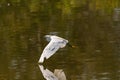 Snowy Egret with its wing almost touching its reflection in lake Royalty Free Stock Photo