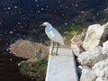 Snowy Egret Ding Darling Wildlife Refuge Sanibel Florida