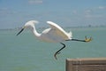 Close up a Snowy Egret as he jumps off a fishing pier. Royalty Free Stock Photo