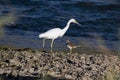 Snowy Egret and Killdeer Along the Arkansas River Royalty Free Stock Photo