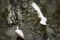 Snowy egret landing near a roseate spoonbill, Florida`s everglad Royalty Free Stock Photo