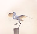 Snowy Egret Landing