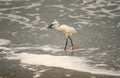 Snowy Egret with Large Sand Crab Royalty Free Stock Photo