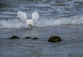 Snowy Egret With Lifted Wings in the Waves Royalty Free Stock Photo