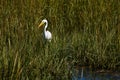 A Snowy Egret Looking for Lunch