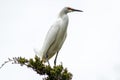 Snowy Egret looks graceful and elegant in delicate plumage on green branch