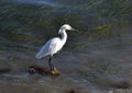 Snowy Egret