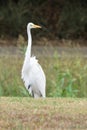 Snowy Egret in a marsh Royalty Free Stock Photo