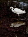 Snowy Egret in Marsh Royalty Free Stock Photo