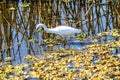 Snowy Egret Myakka River State Park Royalty Free Stock Photo