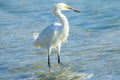 Snowy Egret at Myakka State Park Royalty Free Stock Photo