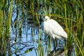 Snowy Egret at Myakka State Park Sarasota Royalty Free Stock Photo