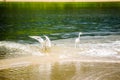 Snowy Egret in national park Tayrona - Colombia Royalty Free Stock Photo