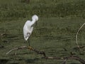 Snowy Egret on One Foot on a Fallen Branch Royalty Free Stock Photo