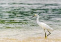 Snowy Egret by park national tayrona in Colombia Royalty Free Stock Photo