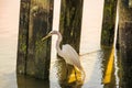 Snowy Egret in Pawleys Island South Carolina Royalty Free Stock Photo