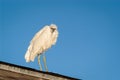 Snowy Egret perched on a covered fishing pier roof