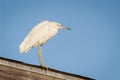 Snowy Egret perched on a covered fishing pier roof Royalty Free Stock Photo