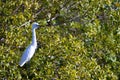 Snowy Egret Perched on a Tree Branch by the Congo River in Kenya Royalty Free Stock Photo