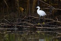 Snowy Egret Perched on a Tree Branch by the Congo River in Kenya Royalty Free Stock Photo