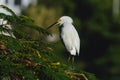Snowy Egret Perched in Tree in Late Afternoon Sunshine, Villahermosa, Tabasco