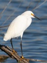 Snowy Egret Perched on a Weathered Log with Water in the Background Royalty Free Stock Photo