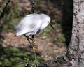 Snowy Egret Photo. Picture. Image. Portrait. Close-up profile view. Bokeh background. Perched Royalty Free Stock Photo
