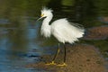 Snowy Egret Plummage