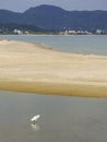 Snowy egret at Ponta das Canas beach in Florianopolis, Brazil