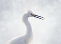 Snowy Egret Portrait Royalty Free Stock Photo