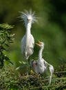 Snowy Egret Portrait Royalty Free Stock Photo