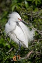 Snowy Egret Portrait Royalty Free Stock Photo