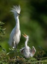 Snowy Egret Portrait Royalty Free Stock Photo